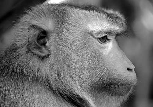 First Monkey Astronaut
