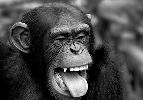 Cheeta adopts a trademark pose. The comical Cheeta, a humorous chimpanzee.