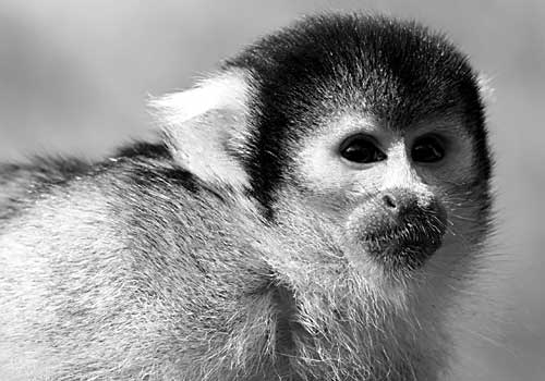 First primate in space