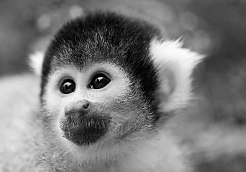 Miss Baker 1959 First primate ever to be recovered alive from a flight into outer space